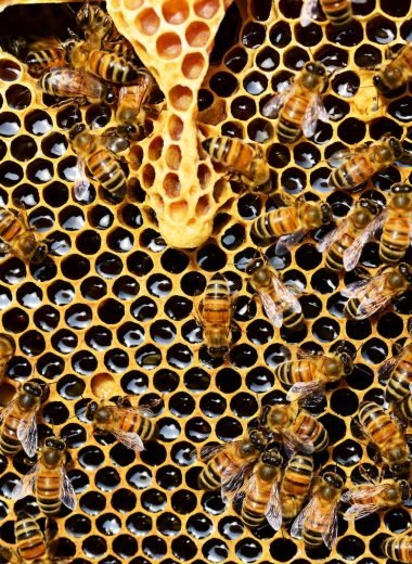 Hive Inspection and Health Checks